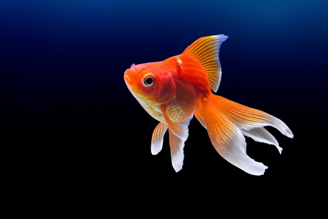 金魚