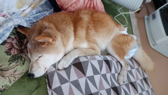 動物看護