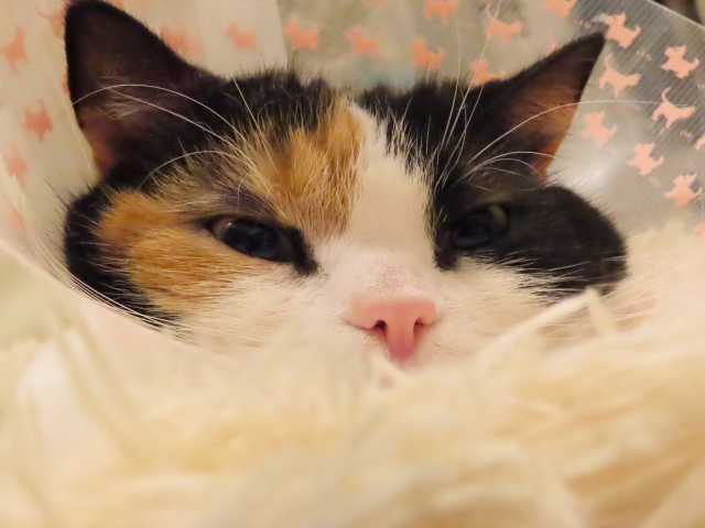 動物看護