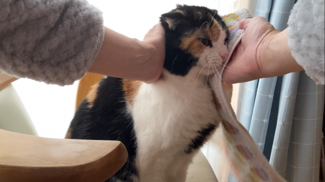 動物看護