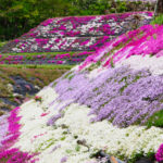 西粟倉村
