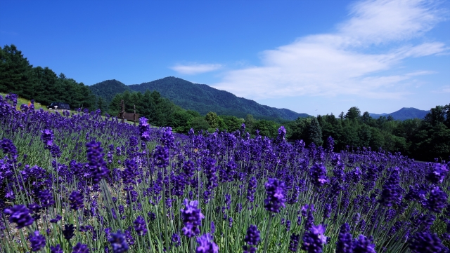 富良野